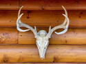 Horns on the Wall