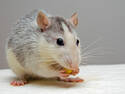 Fancy Rat