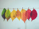 Rainbow Leaves