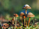 Mushrooms, 6 entries