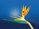 Bird of Paradise