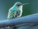 Hummingbird