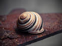 Snail on Rust, 9 entries