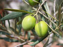 Green Olives