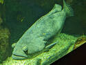 Green Fish