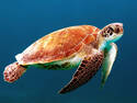 Sea Turtle