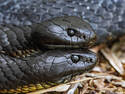 Snake on Snake