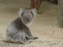 Koala, 15 entries