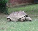 Tortise On The Lawn