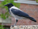 Hooded Crow
