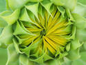 Green Sunflower, 2 entries