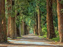 Walk in the Woods