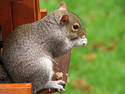 Squirrel, 4 entries
