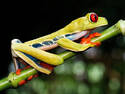 Tree Frog