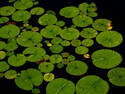 Lilly Pads