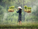 Harvesting