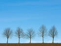 Row of Trees