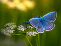 Blue Butterfly, 9 entries