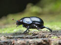 Black Beetle