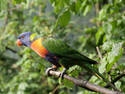 Lorikeet