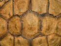 Turtle Shell