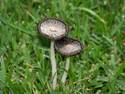 Pair Of Mushrooms