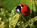 Ladybug, 6 entries
