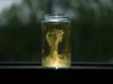 Goo in a Jar