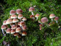 Wild Mushrooms