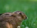 Wild Hare, 9 entries