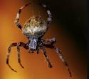 Female Spider