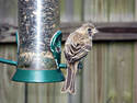 Hungry House Finch, 4 entries