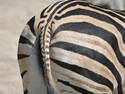 Zebra Rear