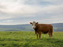 Say Moo