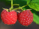 Ripe Raspberries
