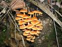 Mushroom Stack