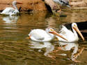 Pelicans