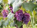 Grapes On The Vine
