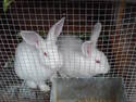 Set of Bunnies
