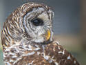 Barred Owl