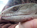 Reptile Profile