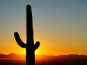 Cactus Sunset