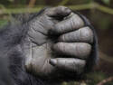 Gorilla Hand