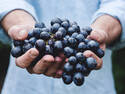 Bunch of Grapes