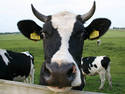 Dutch Cow, 7 entries