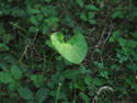 Small Leaf