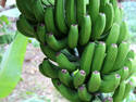 Green Bananas, 4 entries