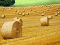 Hay Bales