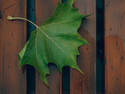 Green Leaf, 8 entries