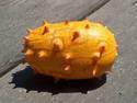 Spiky Melon Thingy